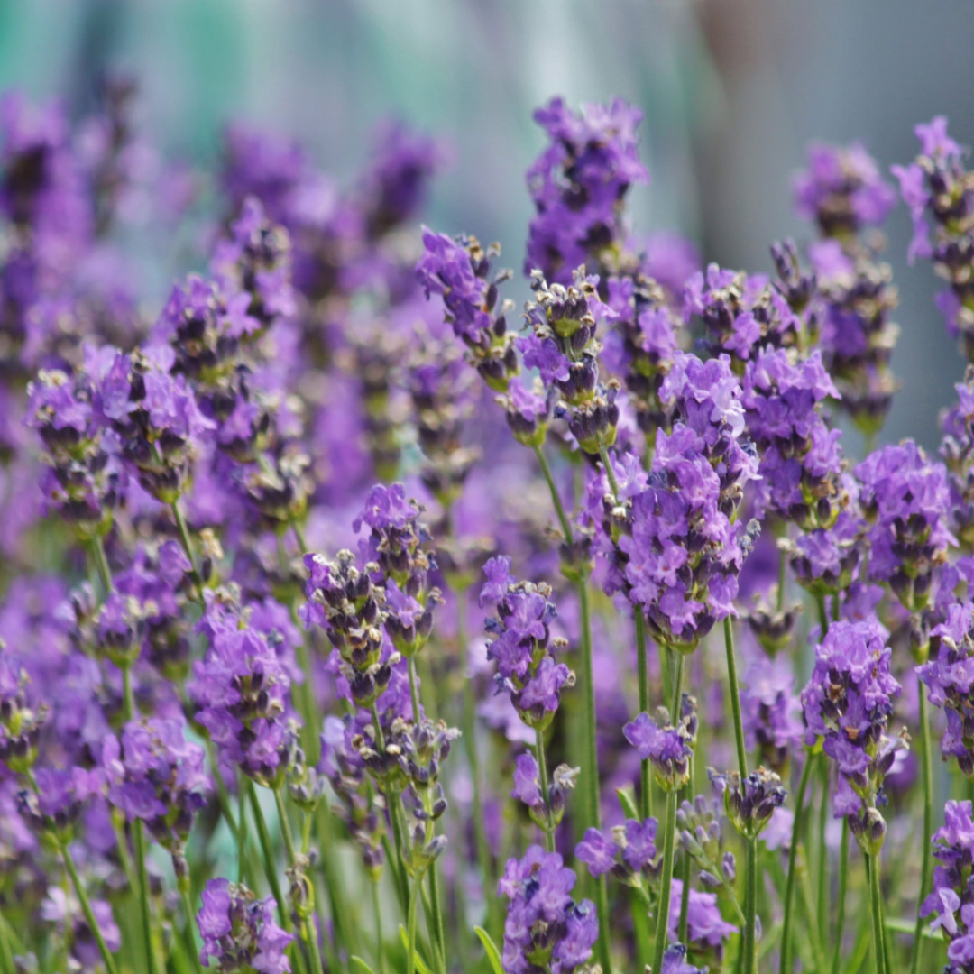 All Natural Lavender Satchets